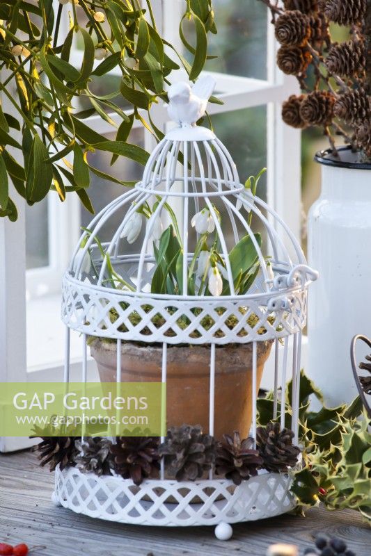 Snowdrops in pot within a bird cage.