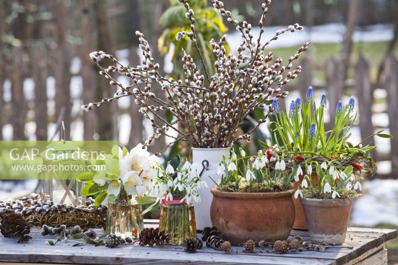 Winter display of pots and vases with snowdrops, Christmas rose, grape hyacinth and pussy willow.