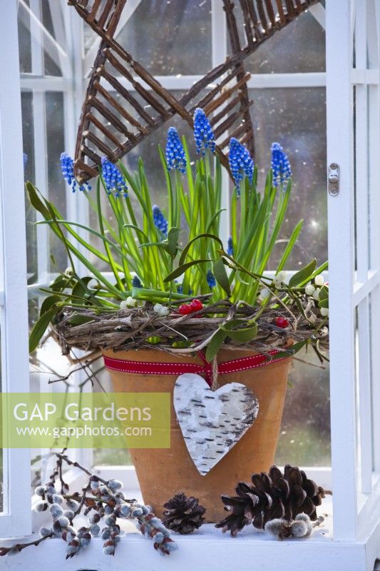 Grape hyacinth in terracotta pot decorated with bark heart, wreath and red ribbon.