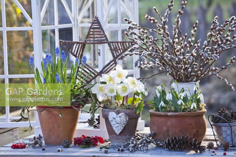 Winter flowers in pots and vases including snowdrops, pussy willow, Christmas roses and grape hyacinth.
