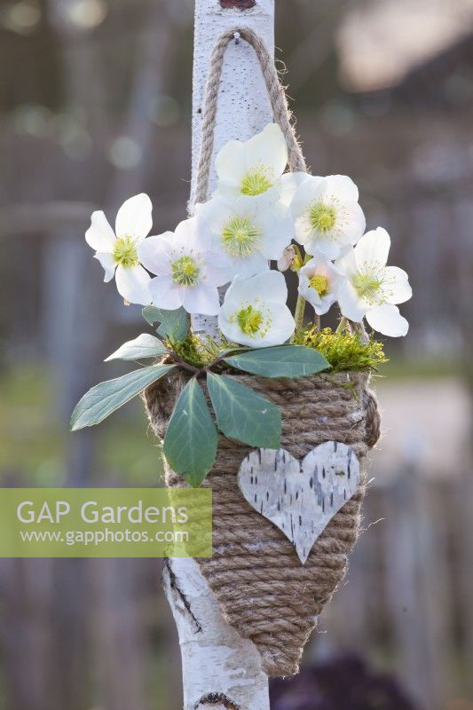 Christmas roses in hanging rope container.