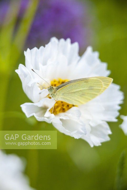 white Cosmos bipinnatus 'Double Click Snow Puff' with a yellow butterfly, Gonepteryx rhamni