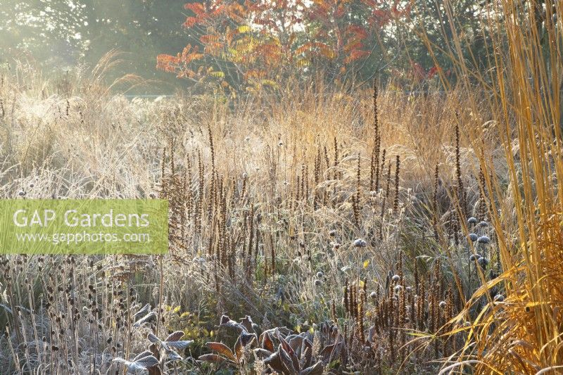 Frosted ornamental grasses and perennial seed heads in sunlight.