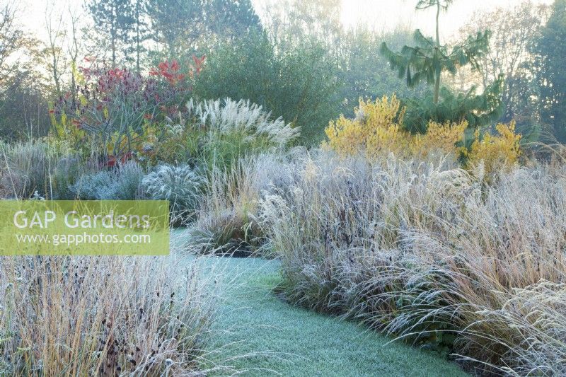 Frosty grasses either side of a lawned pathway at Ellicar Gardens
