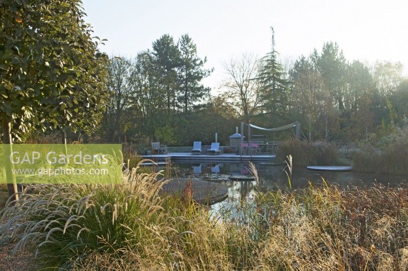 Natural swimming pool with seating area surrounded by ornamental sunlit grasses