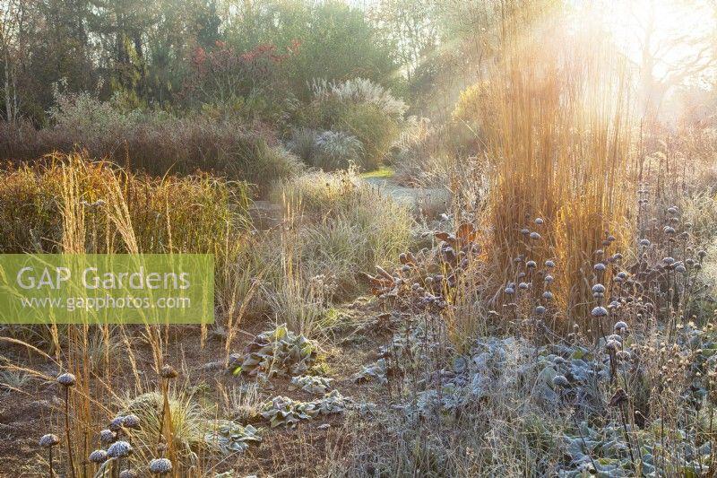 Backlit ornamental grasses including Molina arundinacea 'Karl Foerster' and perennial seed heads at Ellicar Gardens in frost.