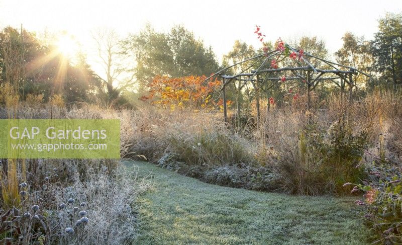 Rustic coppiced ash gazebo surrounded by ornamental grasses and perennials covered in frost at sunrise.