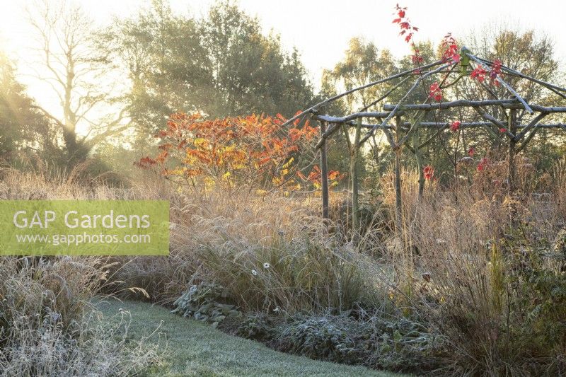 Wooden rustic gazebo surrounded by ornamental grasses and perennials in frost at sunrise.
