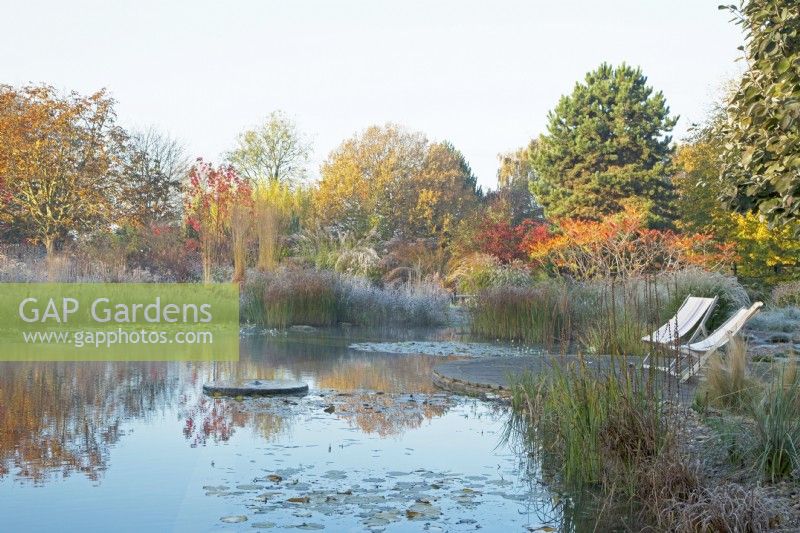 Natural swimming pool with central millstone water feature and seating area with deckchairs surrounded by frosted ornamental grasses 