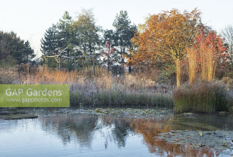 Natural swimming pool surrounded by sunlit ornamental grasses and perennials in frost.