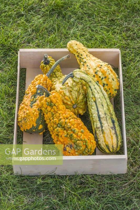 Gourd 'Fancy Warted'. Mixed ornamental gourds in a wooden tray. September.