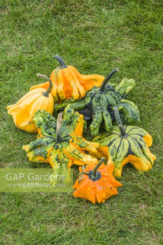 Gourd 'Gizmo'. Mixed multi-coloured winged gourds in a group. September.