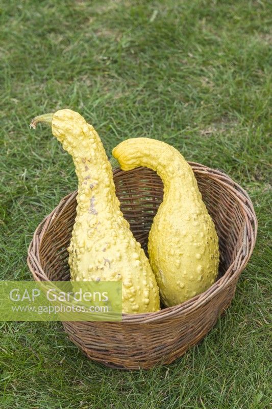 Squash 'Crookneck'. Two cream-coloured crookneck squashes in a wicker basket. September.