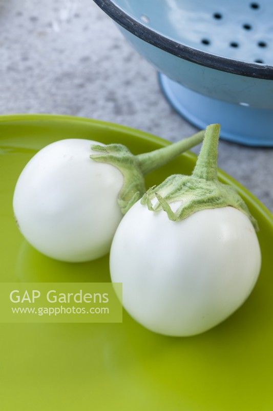 Aubergine 'Snow Ball F1'. Two ripe fruits on a green dish. August.