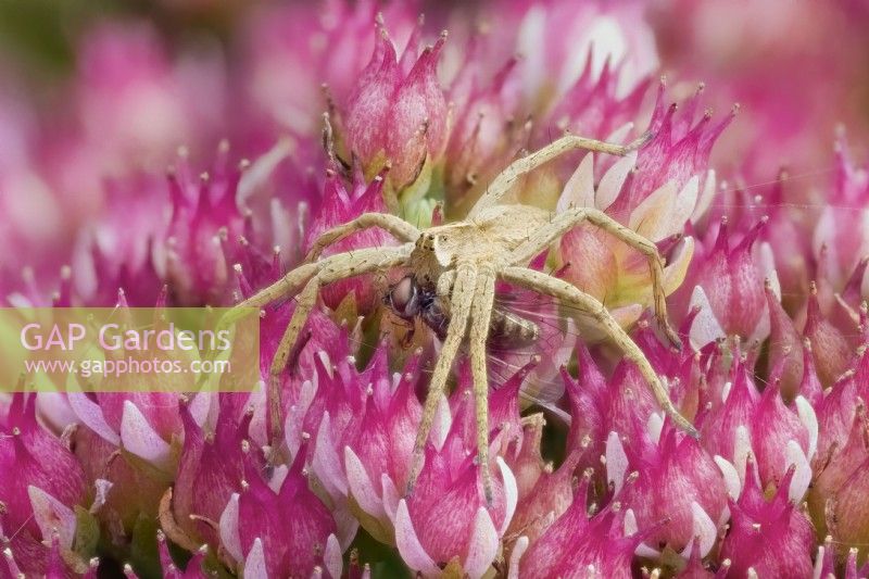 Pisaura mirabilis - Nursery web spider with fly prey on Sedum flowers