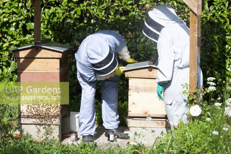 Beekeeping - beekeepers inspecting hives