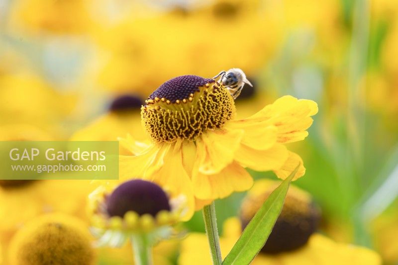 Bee gathering pollen from Helenium El Dorado