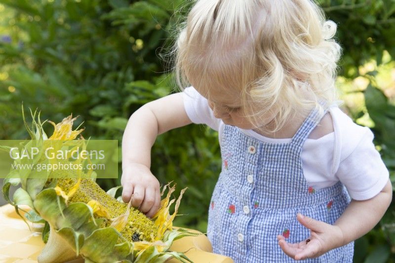 Toddler picking seeds from a Helianthus - Sunflower 