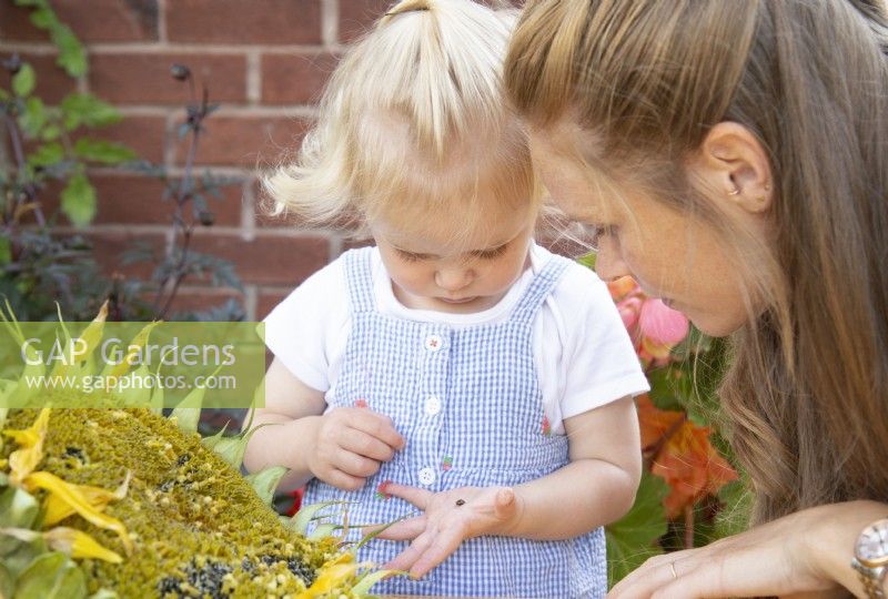 Toddler showing her mother a ladybird from a Helianthus - Sunflower 
