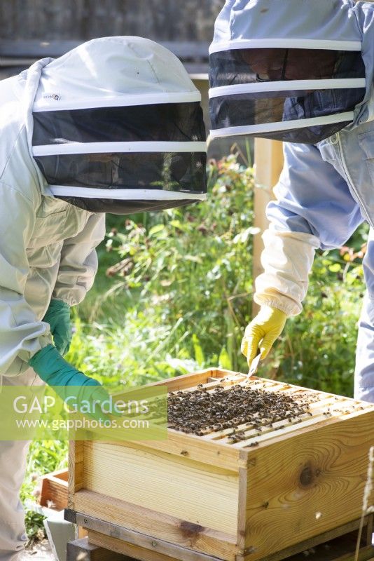 Beekeeping - beekeepers taking out a wooden frame covered with bees making honey