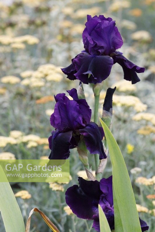 Iris 'Midnight Caller' - Bearded iris