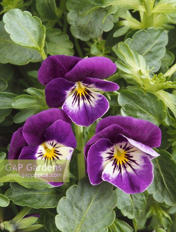 Viola cornuta Tinkerbell Mauve White, summer June