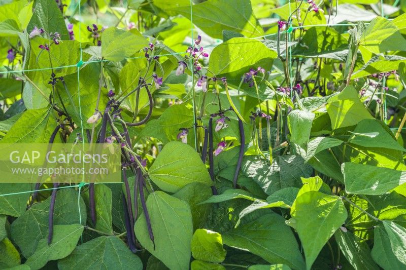 Dwarf French bean 'Celine'. Stringless purple wax beans ready for harvest growing through plastic netting for support. August.