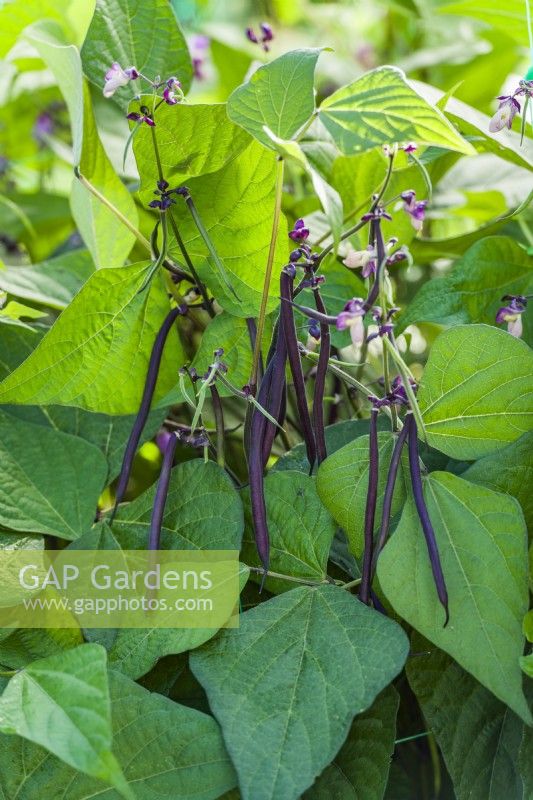 Dwarf French bean 'Celine'. Stringless purple wax beans ready for harvesting. August.