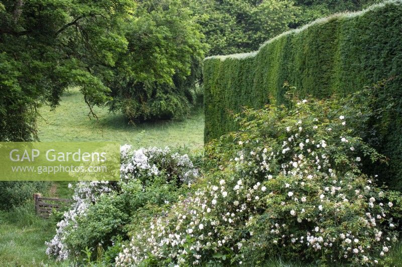White rambling roses in front of clipped hedge at Moor Wood, Gloucestershire, with view to fields.