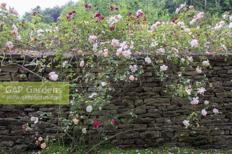 Rambler roses tumbling over a Cotswold stone wall at Moor Wood, Gloucestershire
