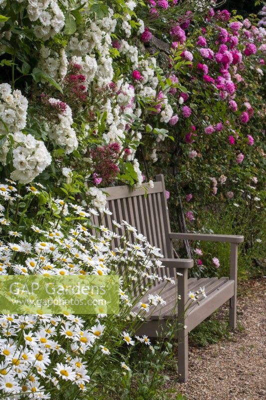 Painted wooden bench in front of rambling roses with ox-eye daisies and gravel path at Moor Wood, Gloucestershire.