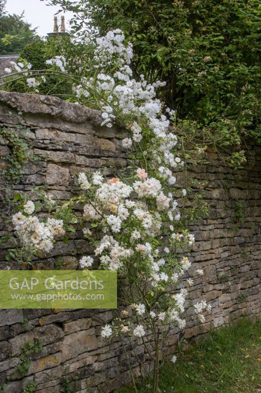 Rambler roses 'Snowdrift' and 'Mrs Honey Dyson' over a Cotswold stone wall at Moor Wood, Gloucestershire