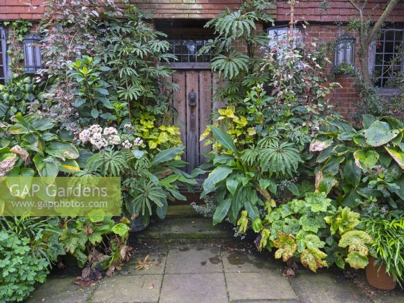 East Ruston Old Vicarage Front door and container display Spotty Dotty Begonia luxurians September Autumn