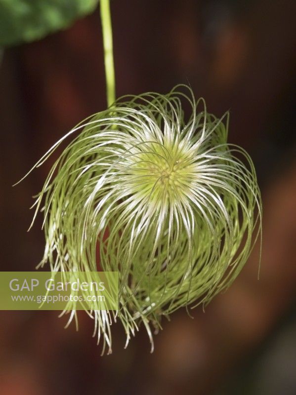 Clematis tangutica  seed heads