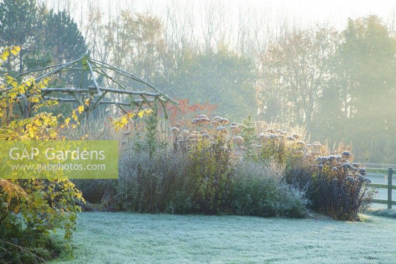 Rustic coppiced ash gazebo in frost surrounded by perennials