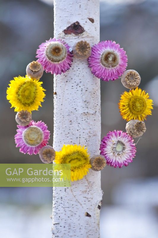 Wreath made from strawflowers and poppy seedheads attached to young birch tree.
