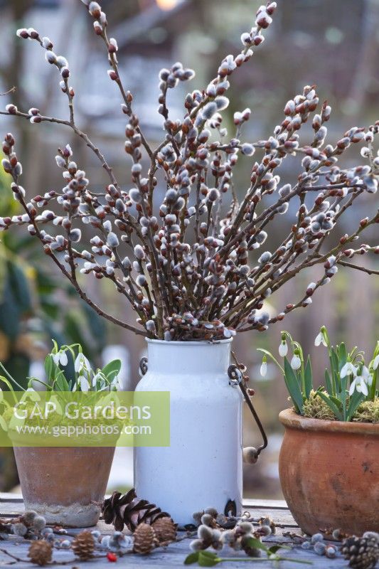 Pussy willow bouquet in a milk churn and snowdrops in terracotta pots.