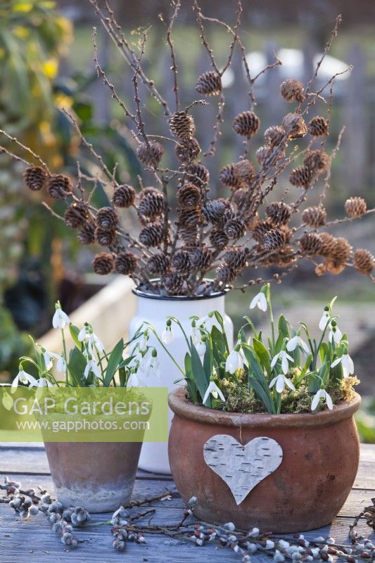 Winter arrangement with snowdrops in terracotta pots and bunch of larch twigs with cones in a milk churn.
