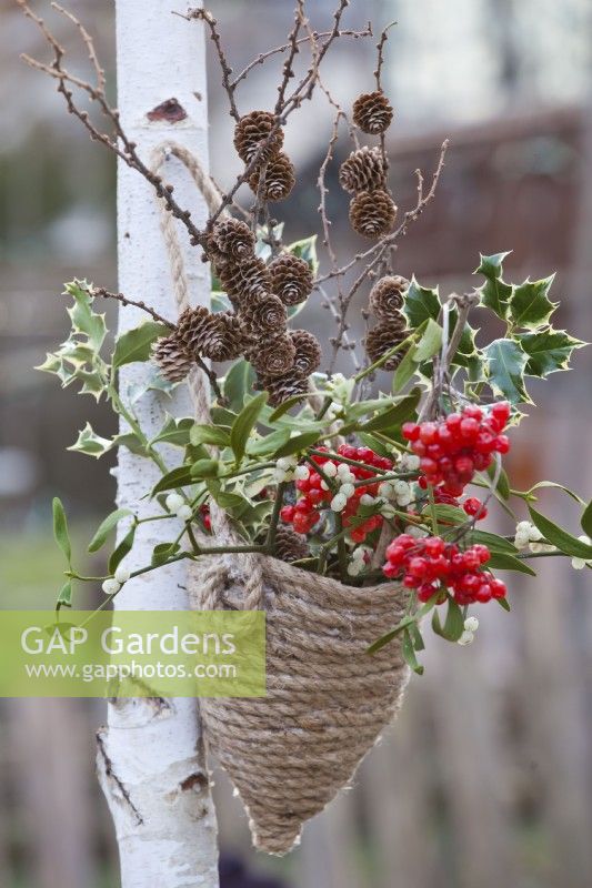 Winter bouquet including guelder rose and mistletoe with berries, larch twigs with cones and ilex foliage in home made hanging rope container.