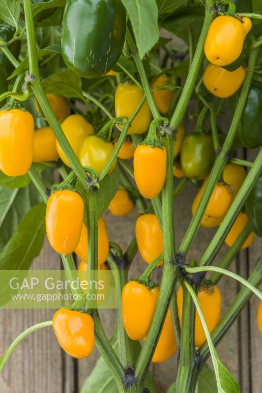 Pepper 'Jalapeno Pumpkin Spice'. Closeup of chilli pepper fruits ripening on bush. September.