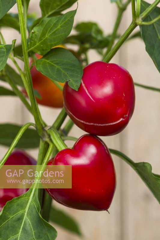 Pepper Somborius F1'. Hot pepper fruits on plant. September