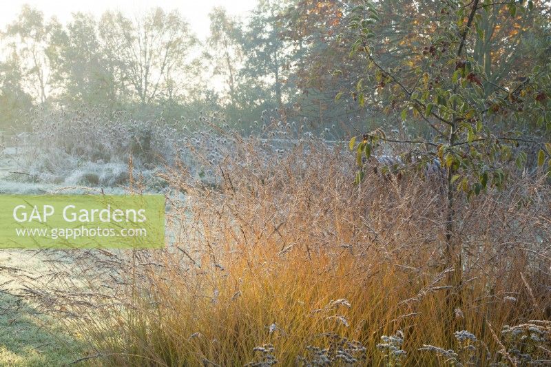 Early morning sun catching the Molinia at Ellicar Gardens in Nottinghamshire on a frosty winter morning