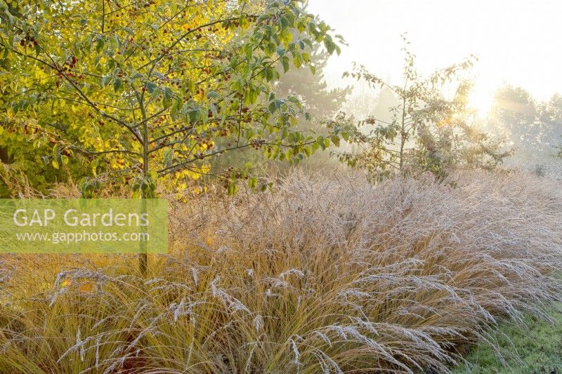 Frosted Malus sylvestris - Crabapple and Molinia Avenue at sunrise at Ellicar Gardens, Nottinghamshire
