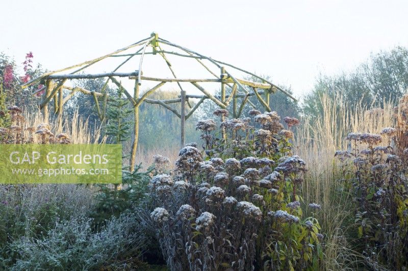 Rustic coppiced ash gazebo in frost surrounded by decaying perennials and ornamental grasses.