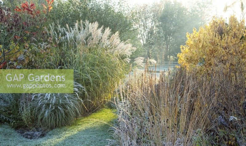 Frosted ornamental grasses in sunlight at Ellicar Gardens in winter.