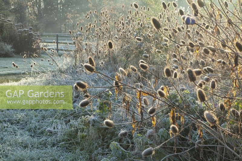 Backlit Teasels - Dipsacus fullonum  at Ellicar Gardens on a frosty winter morning