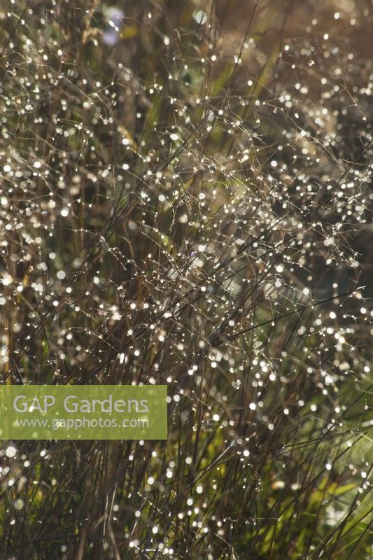 Backlit water droplets on ornamental grasses in winter.