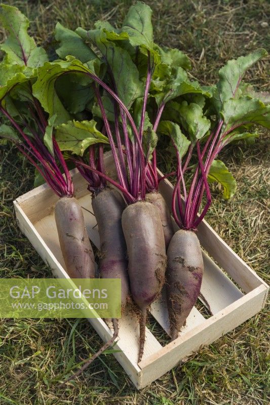 Beetroot 'Karkulka'. Harvested cleaned roots in a wooden seed tray. August.