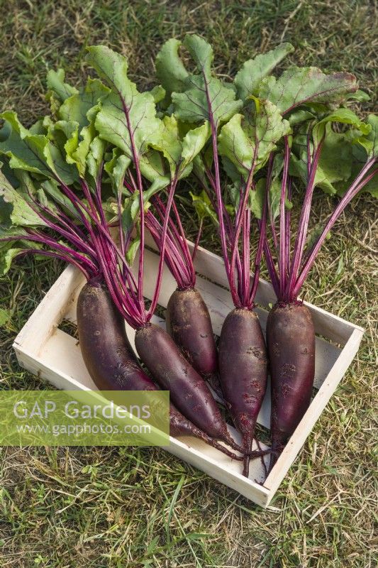 Beetroot 'Karkulka'. Harvested and washed roots in a wooden seed tray. August.