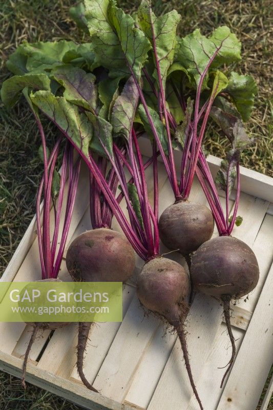 Beetroot 'Red Shine'. Harvested roots in a wooden seed tray. August.